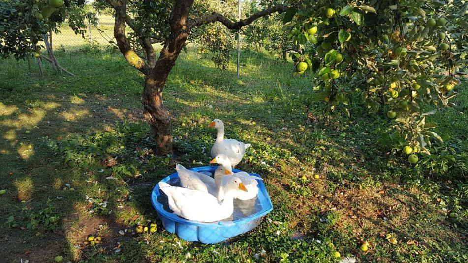 Bed And Breakfast - Die Aelplersuit Fuer Backpackers - Rucksacktouristen Im Berghuesli Linthal Buitenkant foto